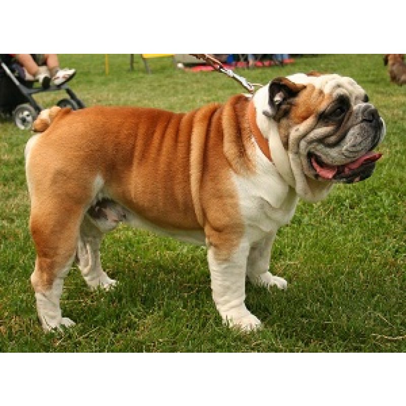 Bulldog Angielski