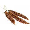 Avicentra Senegalese Kłosy jaglane 100g