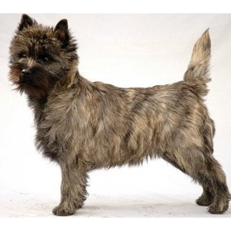 Cairn Terrier