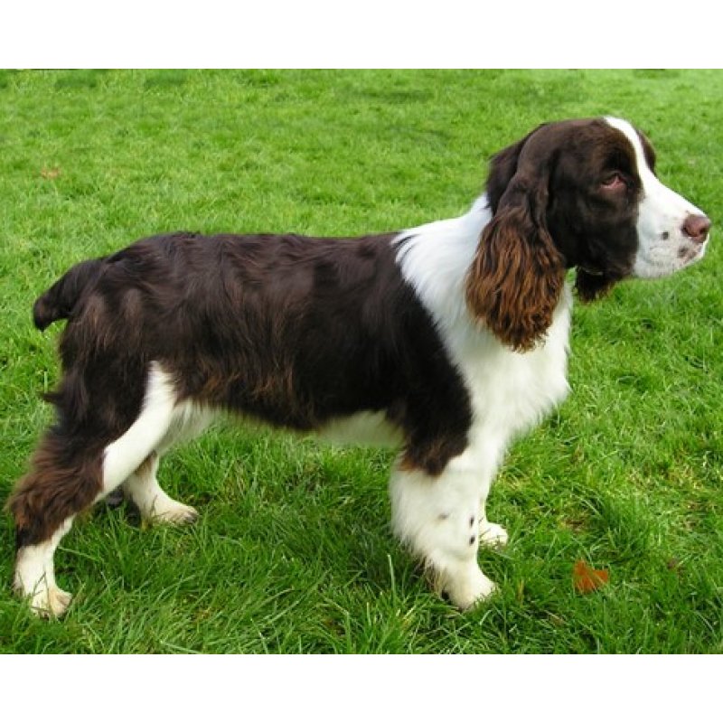 Springer Spaniel angielski