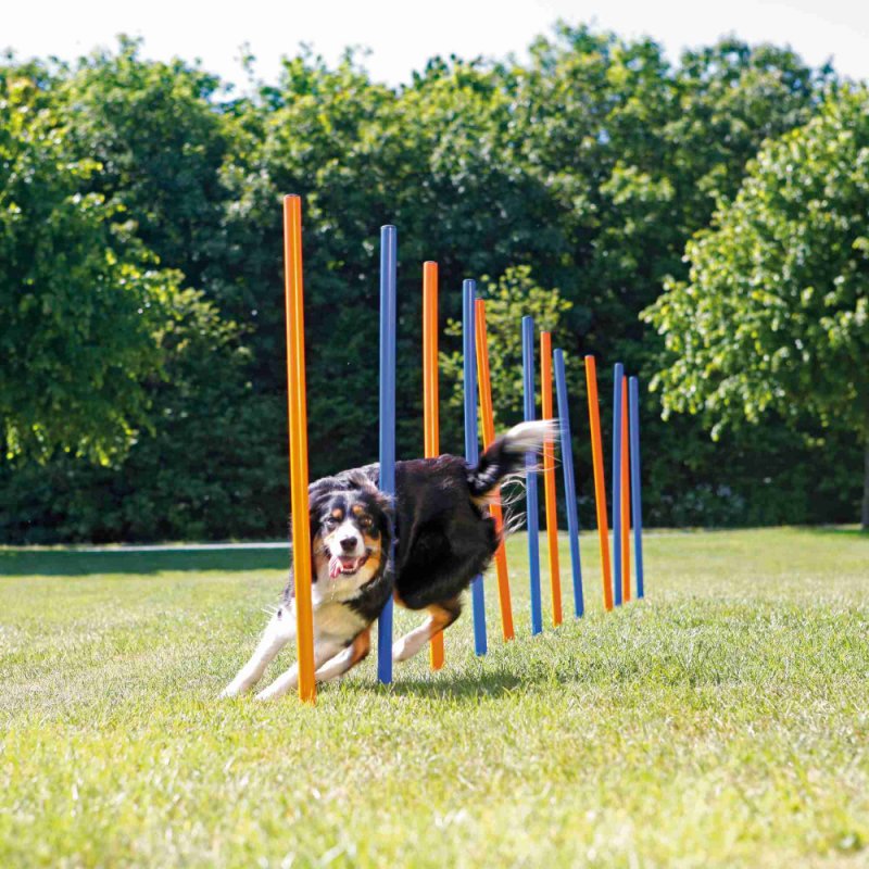 AGILITY Slalom dla psa, zabawka trenigowa
