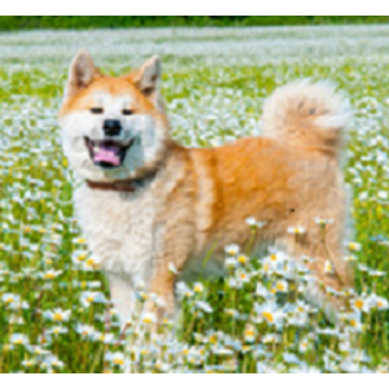 Akita Inu