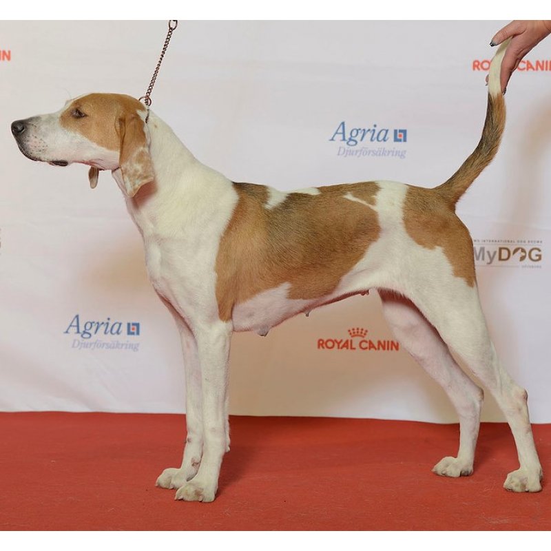 Angielski foxhound