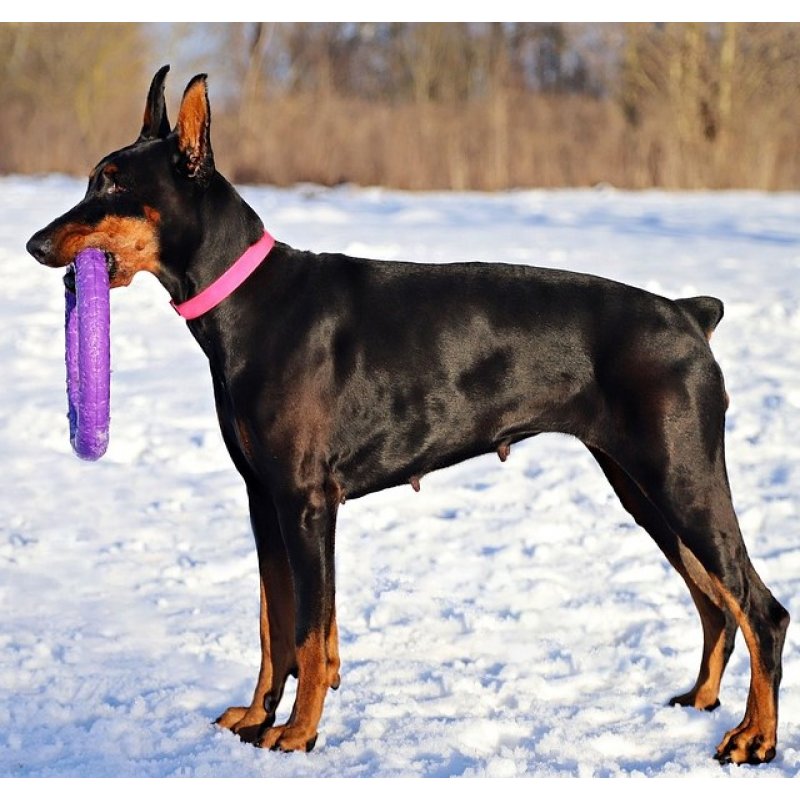 Doberman