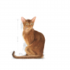 Royal Canin Exigent Savor 10kg