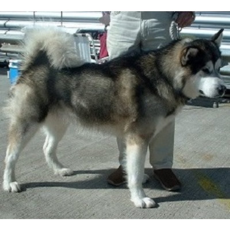 Alaskan Malamute