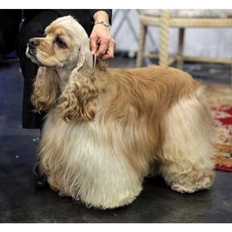 Amerykański Cocker Spaniel