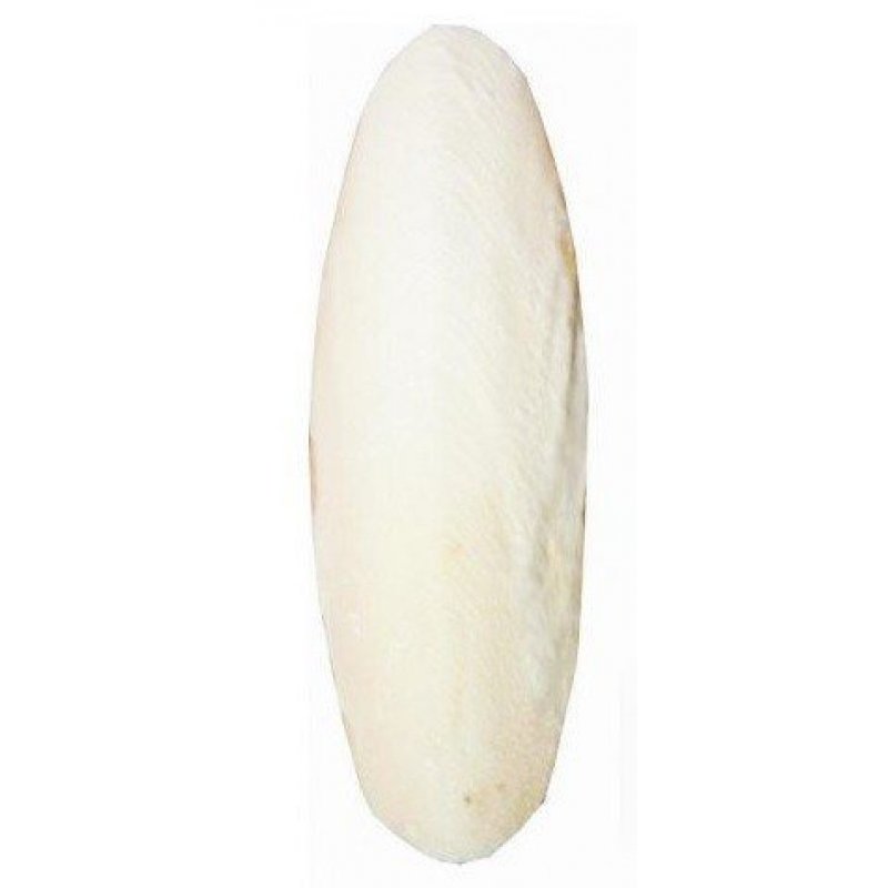 Kość sepii 12cm (30szt)