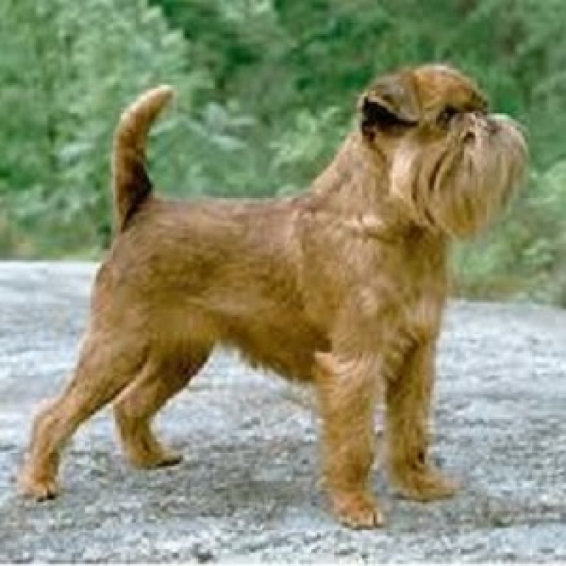 Brussels Griffon