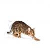 Royal canin Outdoor 10kg