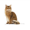 Royal Canin Light Weight Care 3kg
