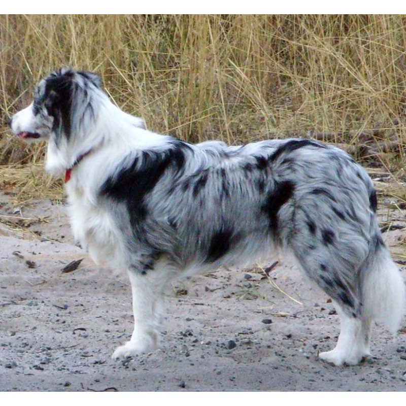 Border collie