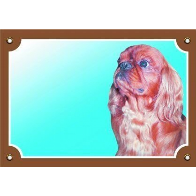 Kolorowy znak Uważaj, psie, Cavalier King Charles Spaniel