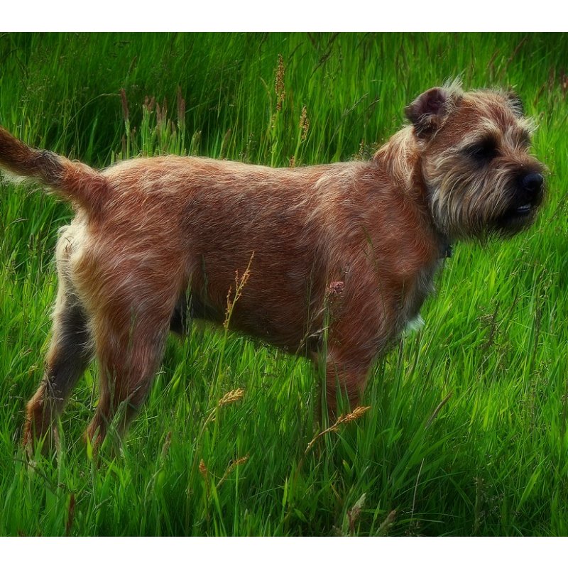 Border Terrier