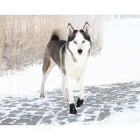 Trzewiki ochronne neoprenowe Walker Active Trixie XL (2szt)