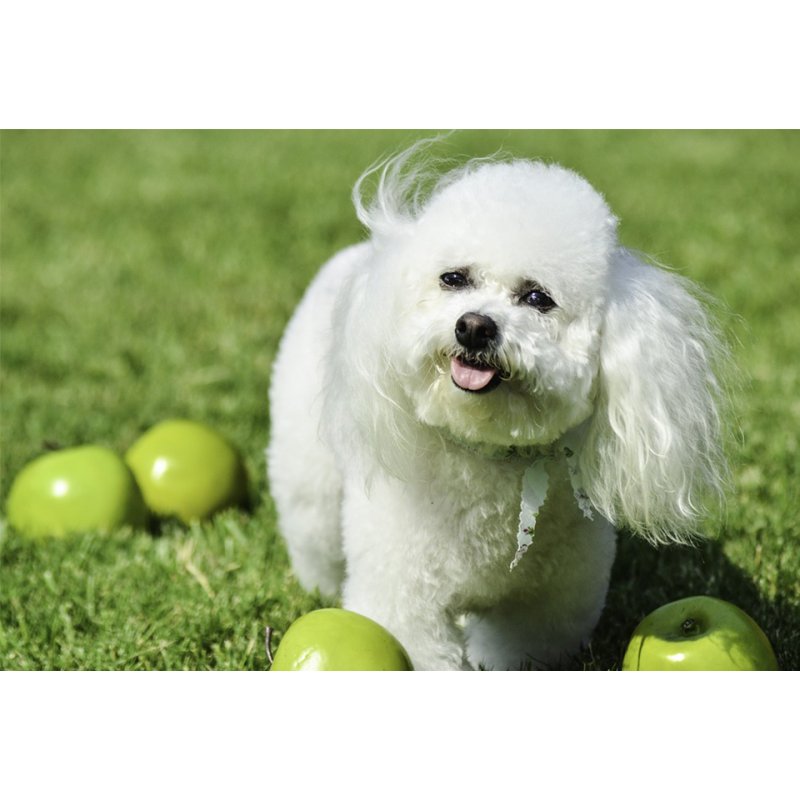 Bichon Frise