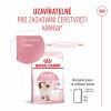 Royal Canin Kitten 2kg