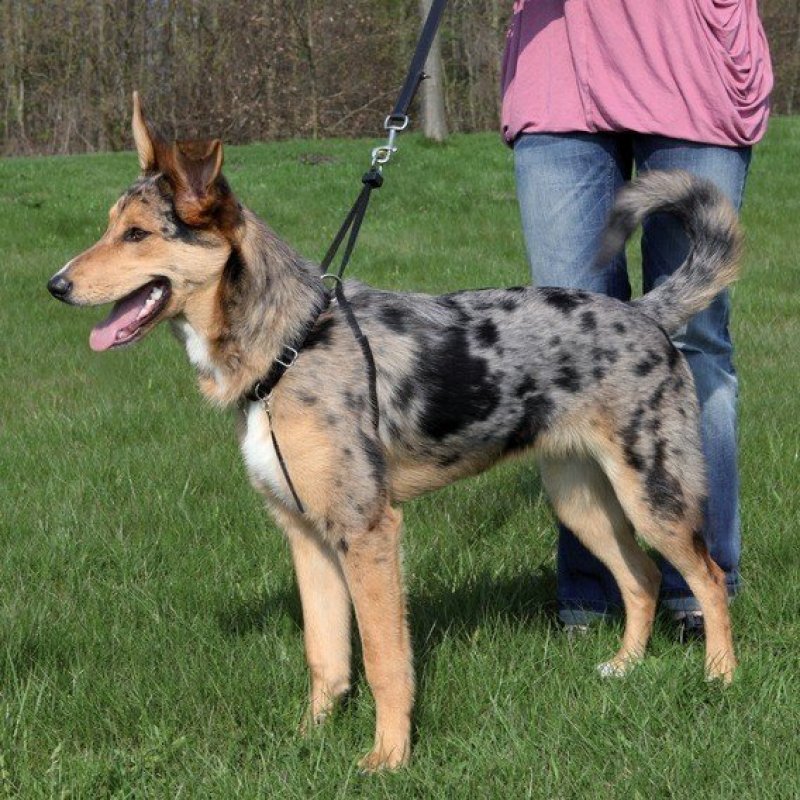 Szelki przeciwpoślizgowe Trixie Easy Walk S 27-36 / 2cm