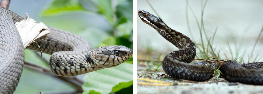 Neškodná užovka versus jedovatá zmije