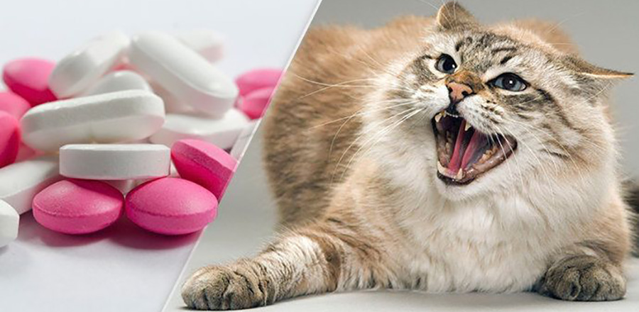 Některé léky jsou pro kočku smrtelné i v zanedbatelném množství