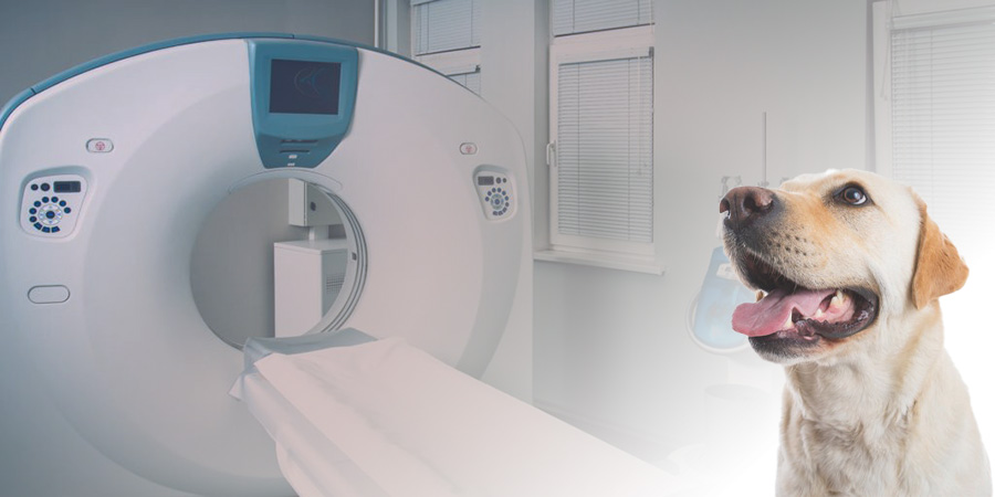 Počítačová tomografie patří k dražším, ale přesnějším vyšetřením