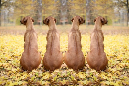 Rhodesian ridgeback! Rhodesian ridgeback!