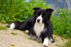 Border Collie - żywioł, którego nie da się zatrzymać Border Collie - żywioł, którego nie da się zatrzymać