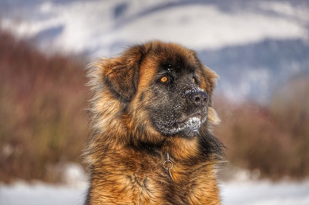 Leonberger - olbrzym o delikatnej duszy Leonberger - olbrzym o delikatnej duszy