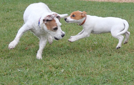 Jack Russel Terrier - wulkan pełen energii Jack Russel Terrier - wulkan pełen energii