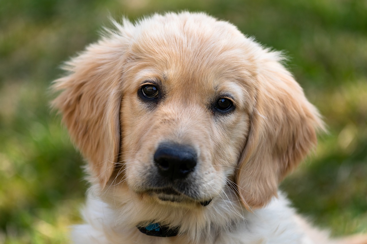 Golden Retriever - pies o złotej sierści i złotym sercu Golden Retriever - pies o złotej sierści i złotym sercu