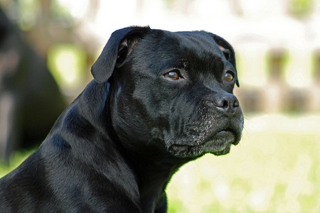 Staffordshire Bull Terrier - Pies o wielkim sercu! Staffordshire Bull Terrier - Pies o wielkim sercu!