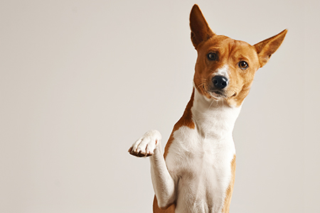 Mycoplasma canis - Bakteria układu rozrodczego. Mycoplasma canis - Bakteria układu rozrodczego.